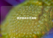 德信德州扑克视频